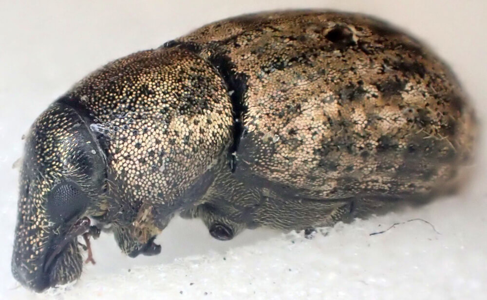 Skjellkledt snutebille - arynotus-squamosus. Foto: Magne Flåten